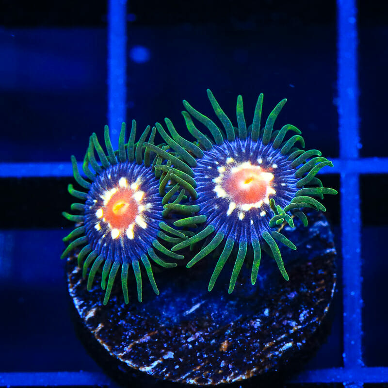 JF Daisy Cutter Zoanthid Coral - Top Shelf Aquatics