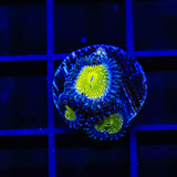 TSA Frozen Apple Zoanthids Coral