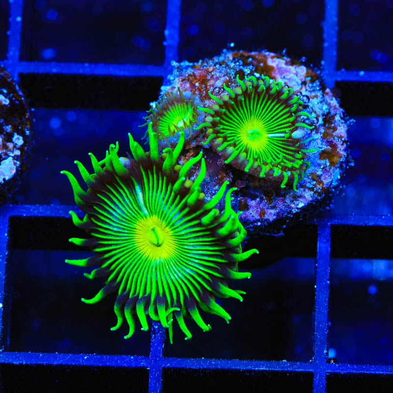 TSA Green Implosion Palythoa Coral - Top Shelf Aquatics