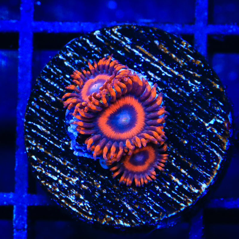 Safecracker Zoanthids Coral - Top Shelf Aquatics