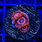 Safecracker Zoanthids Coral