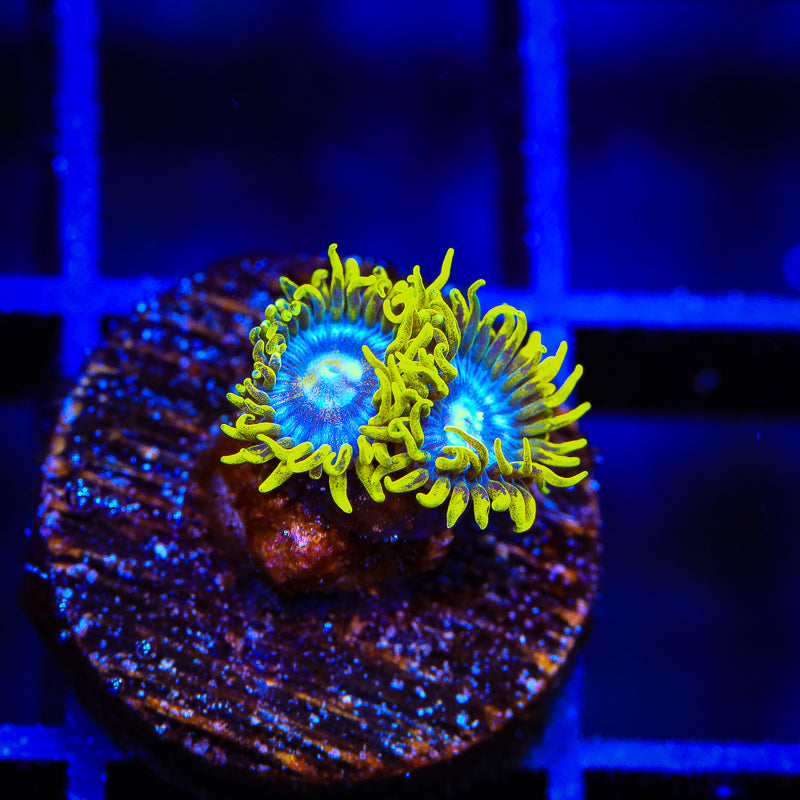 TSA Smurfette Zoanthids Coral