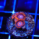 TSA Safe Cracker Zoanthids Coral