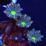 TSA Lemon Laser Clove Polyps Coral