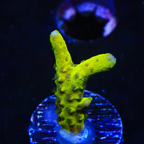 CB The Thing Anacropora Coral