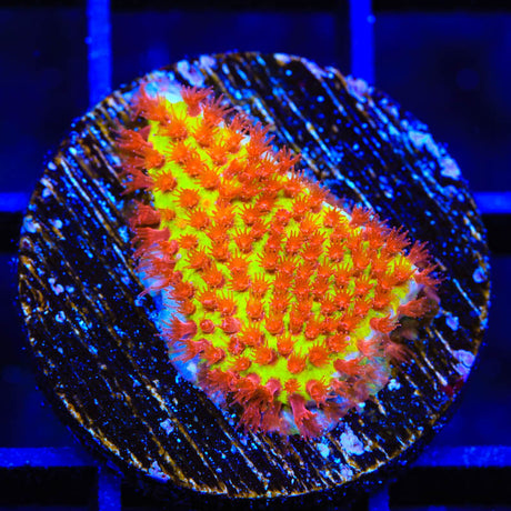 JF Burning Banana Stylocoeniella Coral