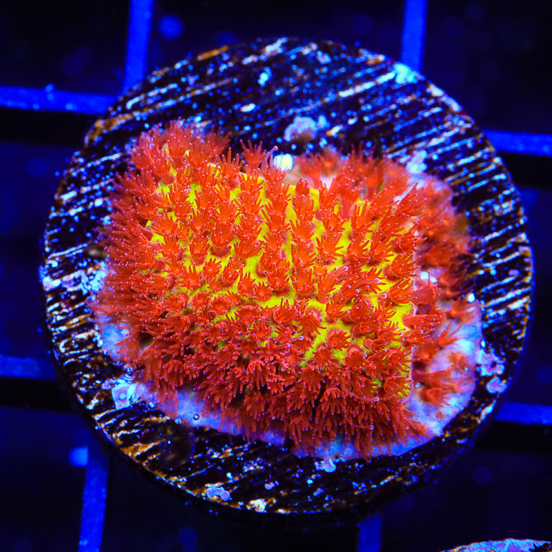 JF Burning Banana Stylocoeniella Coral