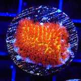 JF Burning Banana Stylocoeniella Coral - Top Shelf Aquatics
