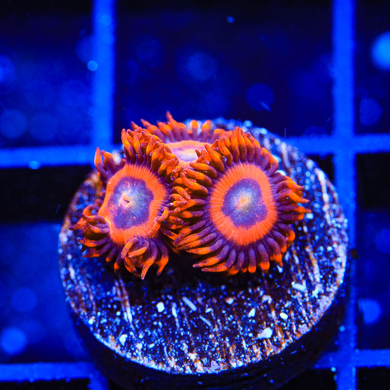 TSA Safecrackers Zoanthids Coral