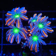 TSA Firework Clove Polyp Coral - Top Shelf Aquatics