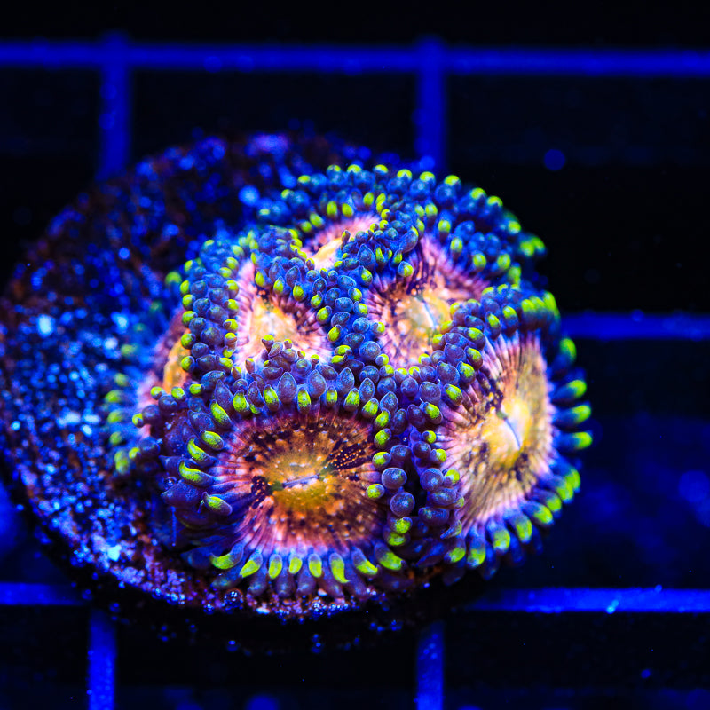 WWC Nirvana Zoanthids Coral