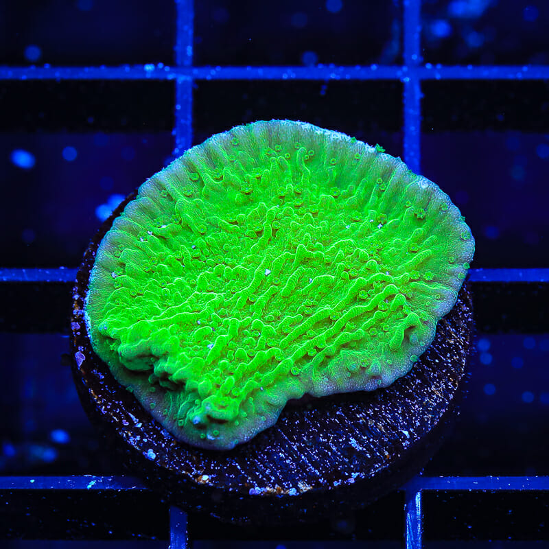 Green Montipora Cap Coral