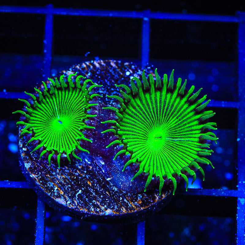 TSA Green Implosion Palythoa Coral