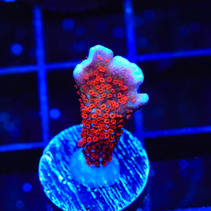 Bubblegum Digitata Montipora Coral