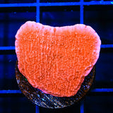 Red Montipora Cap Coral