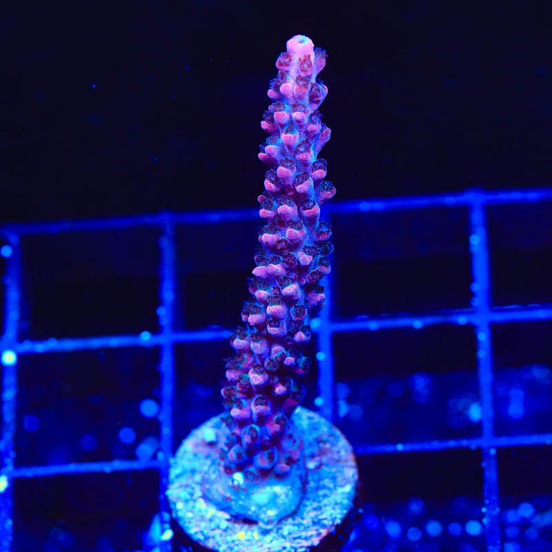 TSA Tesla Acropora Coral