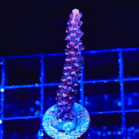 TSA Tesla Acropora Coral