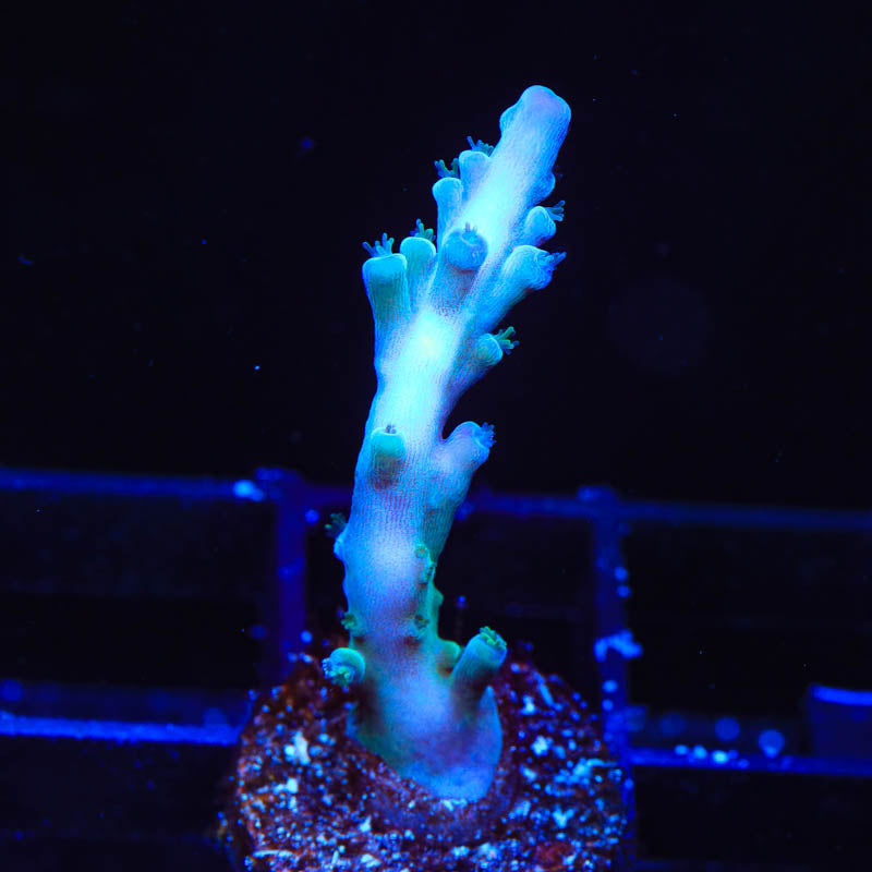TSA Ice Tort Acropora Coral - Top Shelf Aquatics