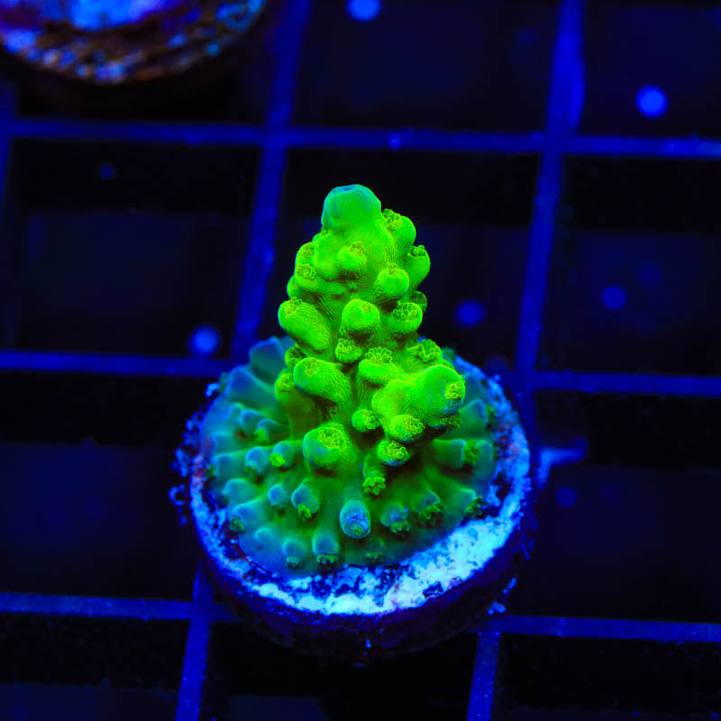 ORA Frogskin Acropora Coral
