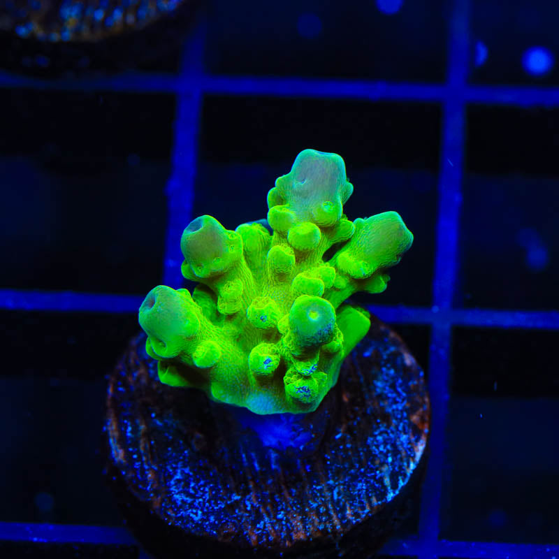 ORA Frogskin Acropora Coral