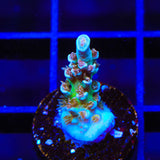 TSA Bubbleyum Acropora Coral