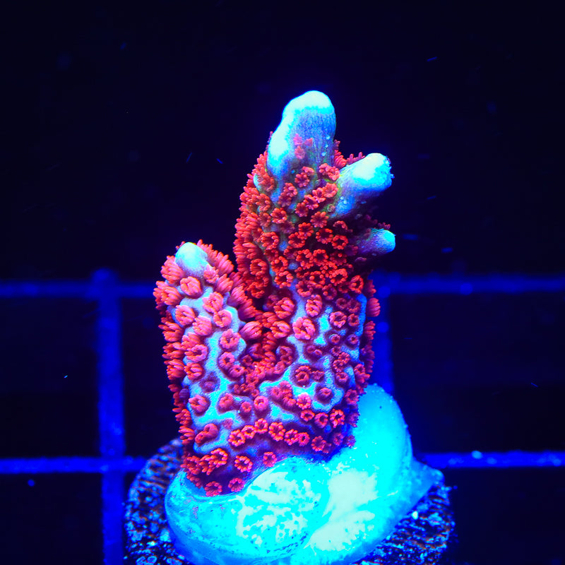 Bubblegum Digitata Montipora Coral - Top Shelf Aquatics