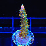 CC Voodoo Majick Acropora Coral