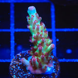 Vivids Rainbow Delight Acropora Coral