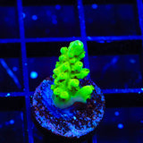 ORA Frogskin Acropora Coral