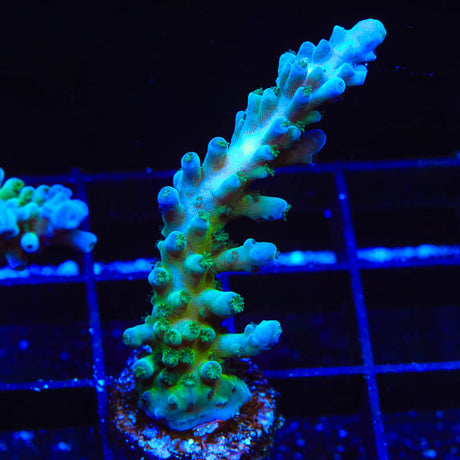 TSA Ice Tort Acropora Coral - (Almost WYSIWYG) - Top Shelf Aquatics 