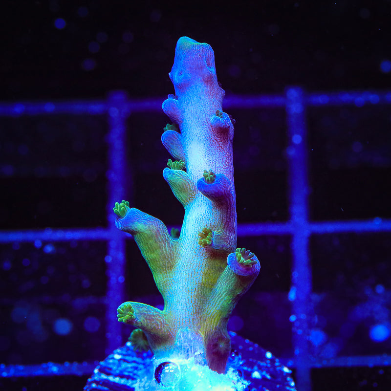 TSA Ice Tort Acropora Coral – Top Shelf Aquatics