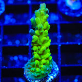 ORA Frogskin Tort Acropora Coral