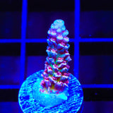 TSA Nebula Acropora Coral