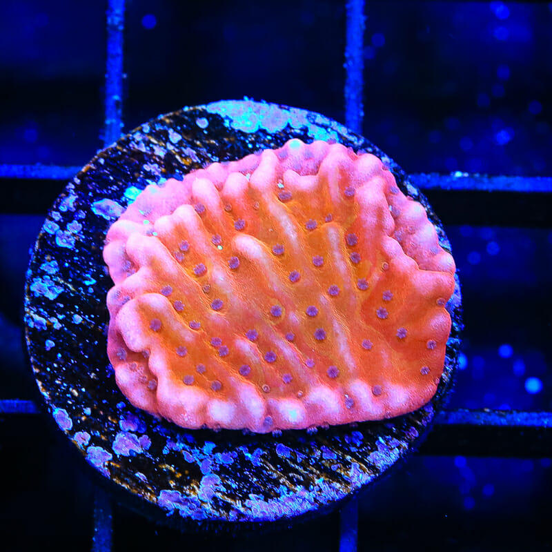 TSA Death Spiral Montipora Coral