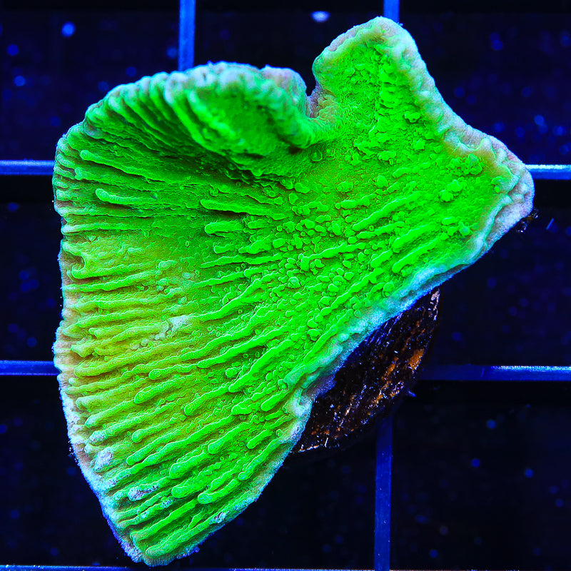 Green Montipora Cap Coral