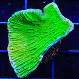 Green Montipora Cap Coral