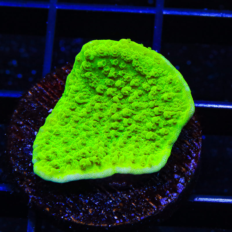 Tyree Aequituberculata Montipora Cap Coral