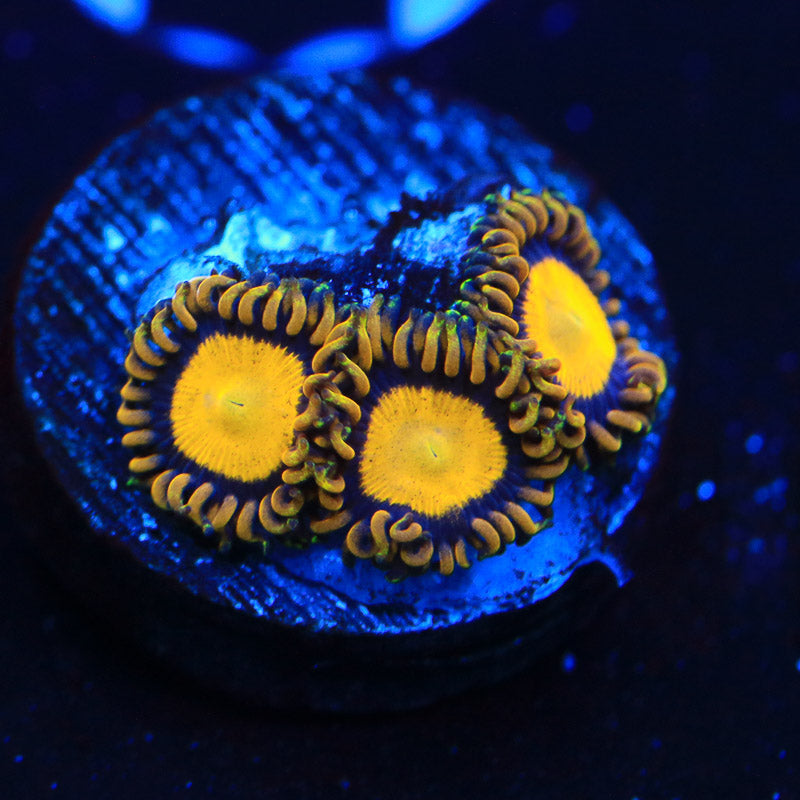 King Midas Zoanthid Coral