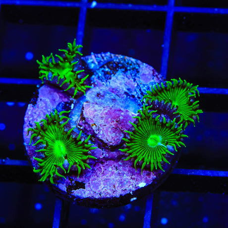 TSA Green Implosion Palythoa Coral