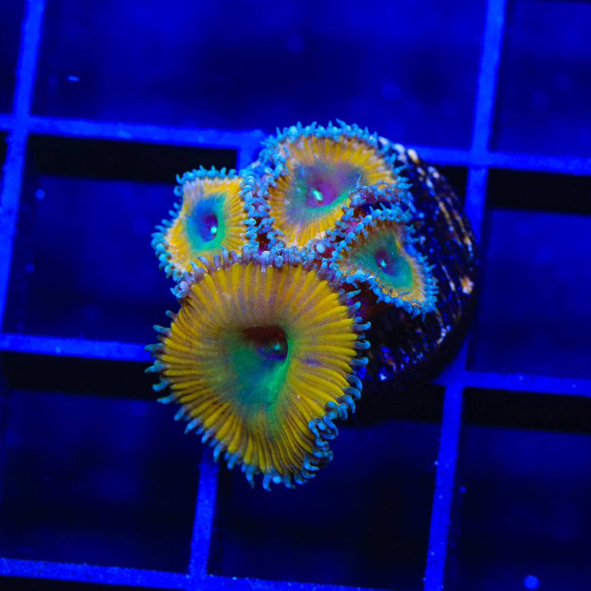 TSA Lemon Twist Palythoa Coral