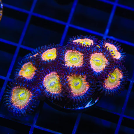 TSA Rainbow Spectrum Zoanthids Coral