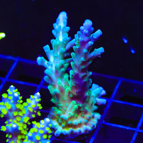 TSA Ice Tort Acropora Coral