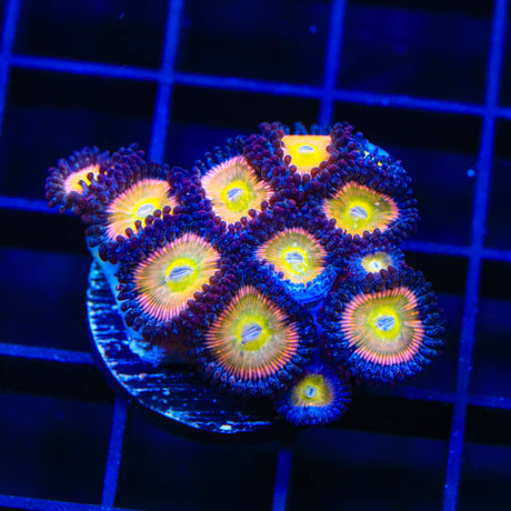 TSA Rainbow Spectrum Zoanthids Coral