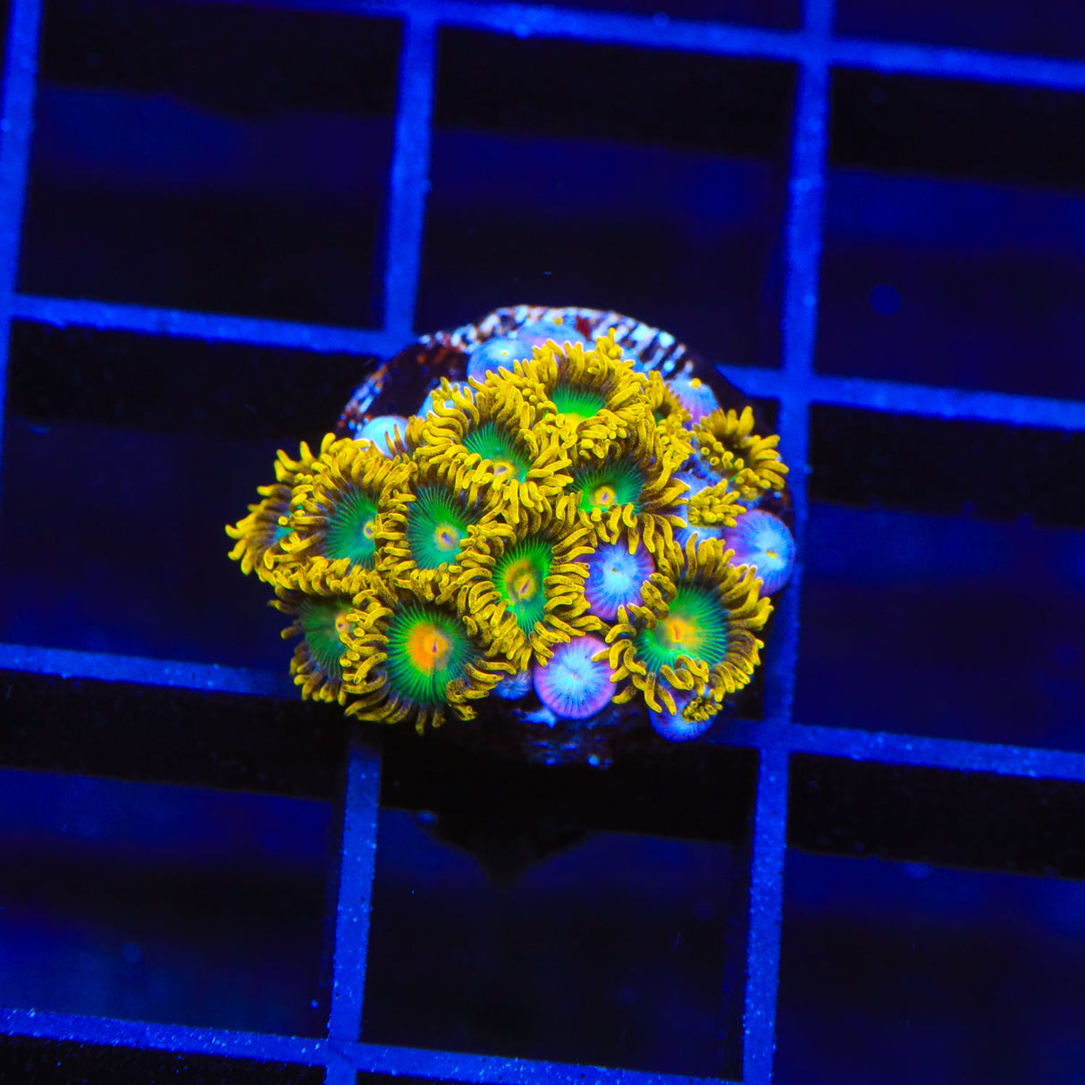 Green Bay Packers Zoanthids Coral