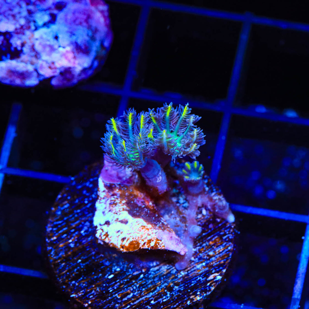 Tsa Lemon Laser Clove Polyp Coral – Top Shelf Aquatics