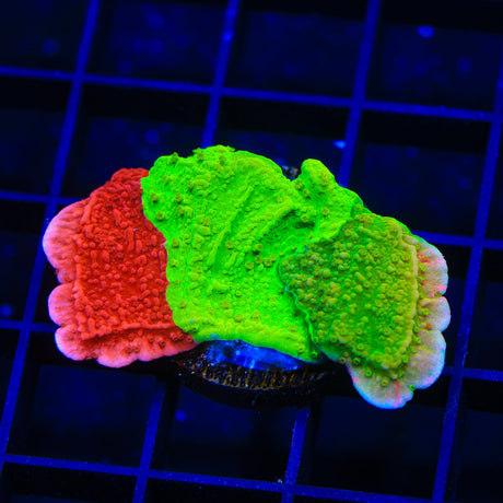 TSA Mind Meld Montipora Coral