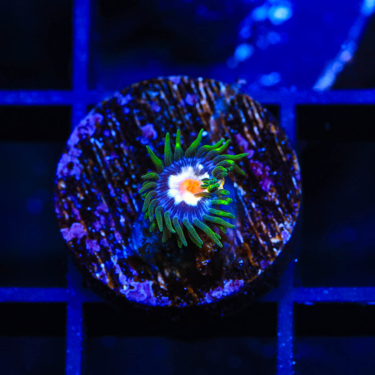 JF Daisy Cutter Zoanthids Coral