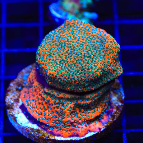 TSA Megachrome Montipora Coral