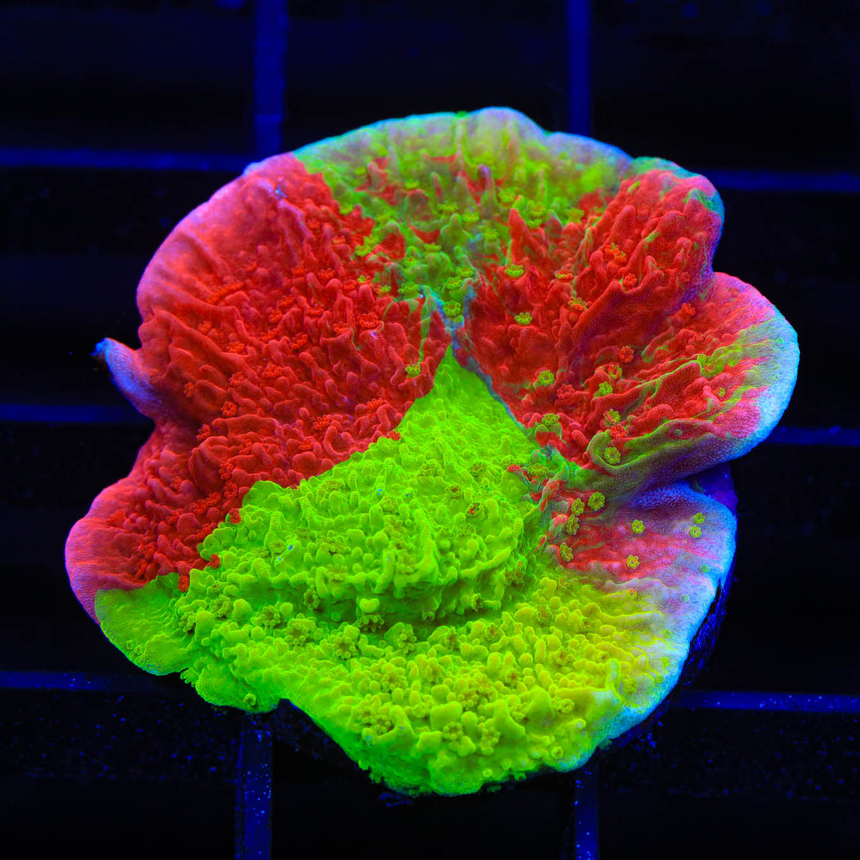 TSA Mind Melt Montipora Coral - Top Shelf Aquatics