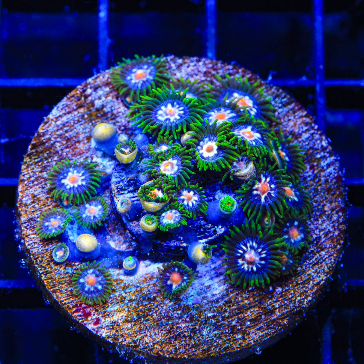 JF Daisy Cutter Zoanthids Coral